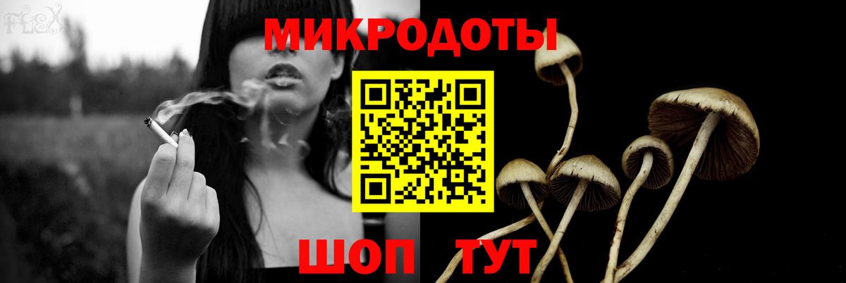 Псилоцибиновые грибы Psilocybe Кубинка